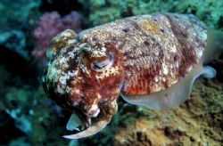 Cuttlefish…up close and personal. by Glenn Poulain 